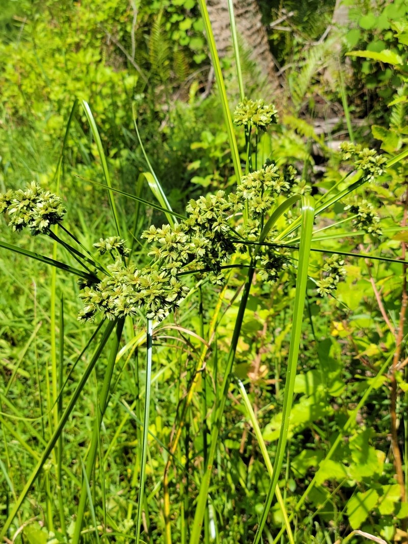 Swamp Flatsedge photo 8
