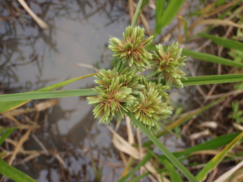 Drummond's Sedge