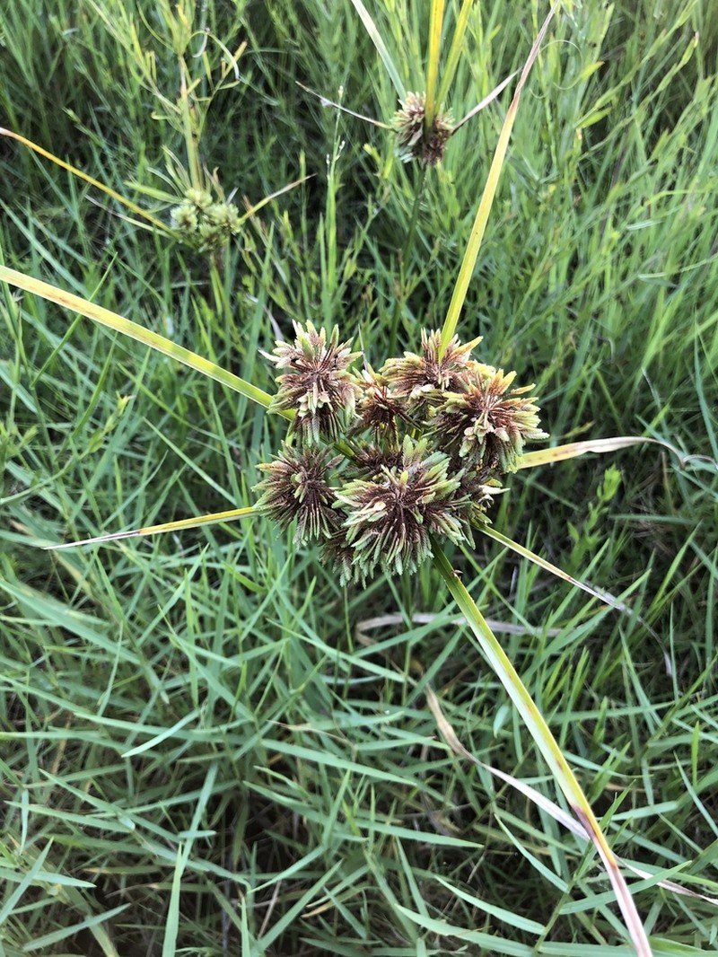 Drummond's Sedge photo 3