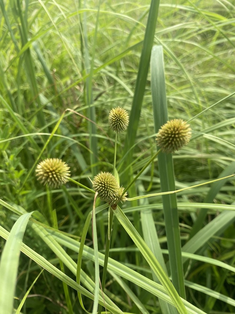 Globe Flatsedge
