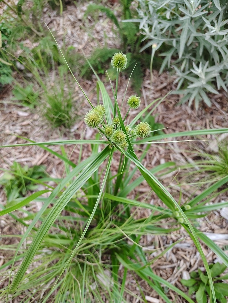 Globe Flatsedge photo 2