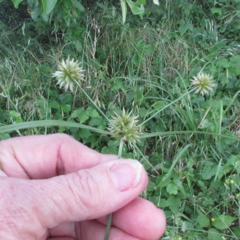 Globe Flatsedge photo 3