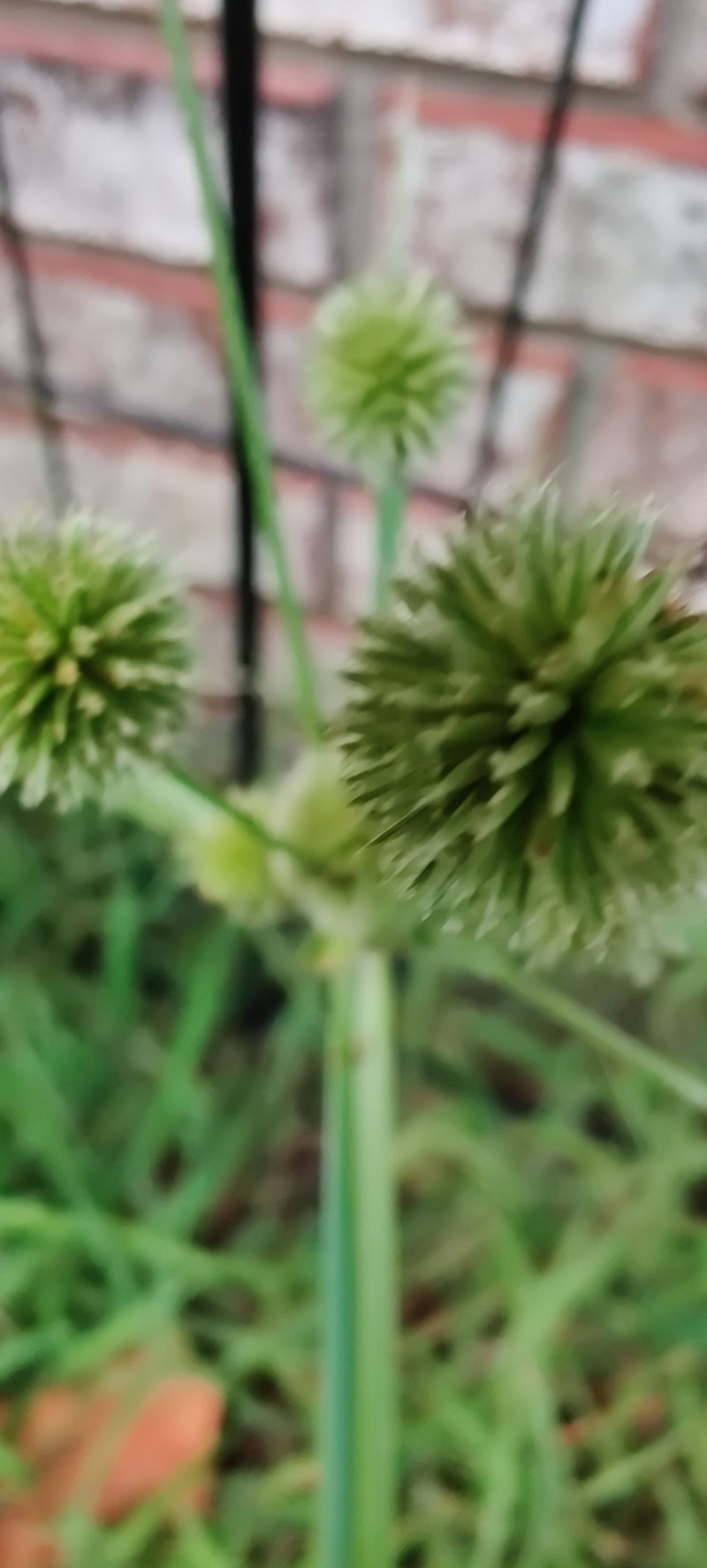 Globe Flatsedge photo 4
