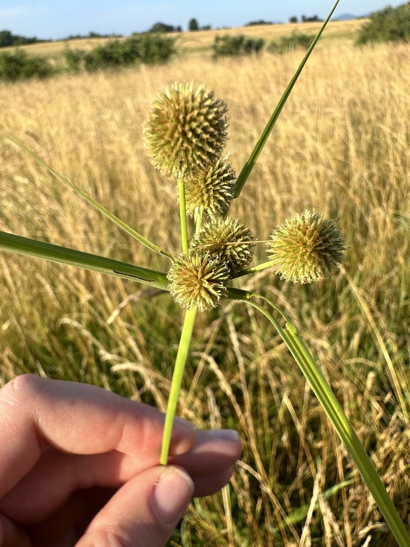 Globe Flatsedge photo 5