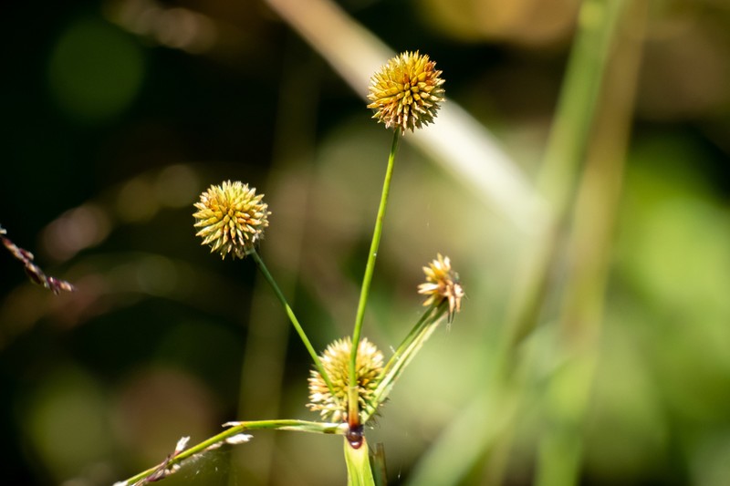 Globe Flatsedge photo 6