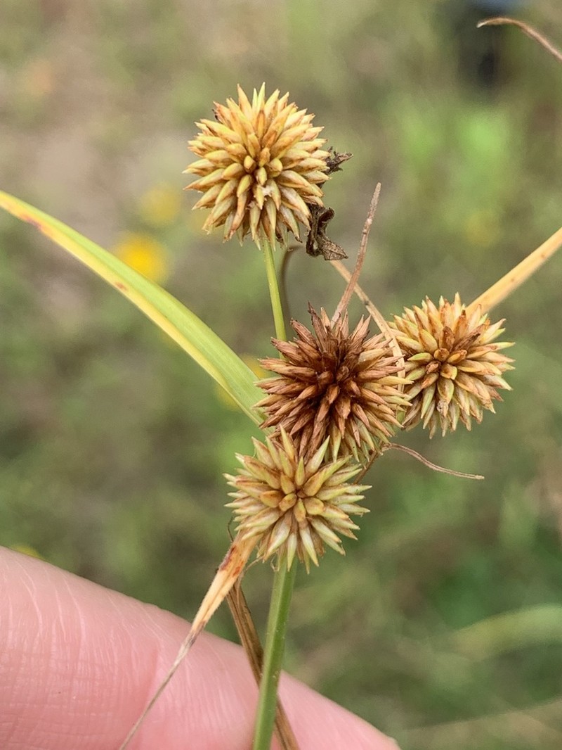 Globe Flatsedge photo 7