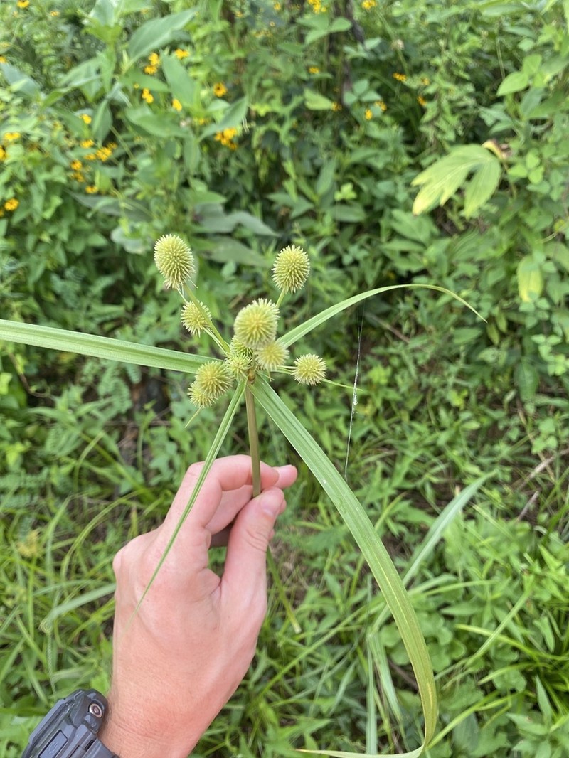Globe Flatsedge photo 8
