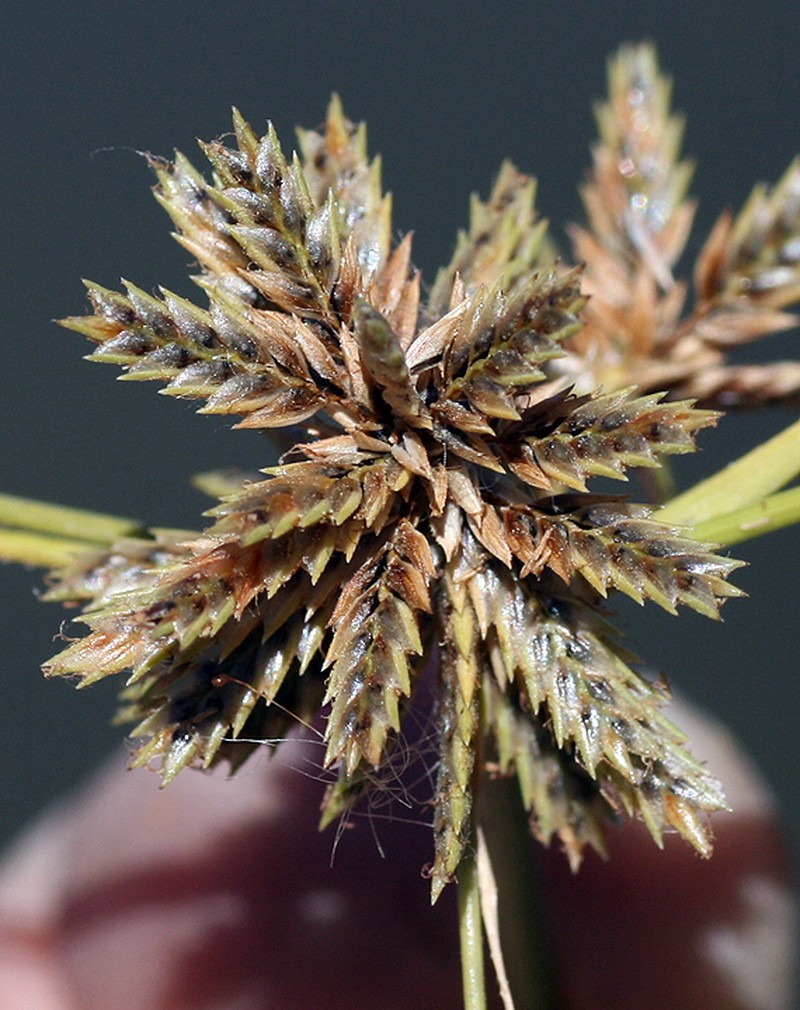 Royal Flatsedge