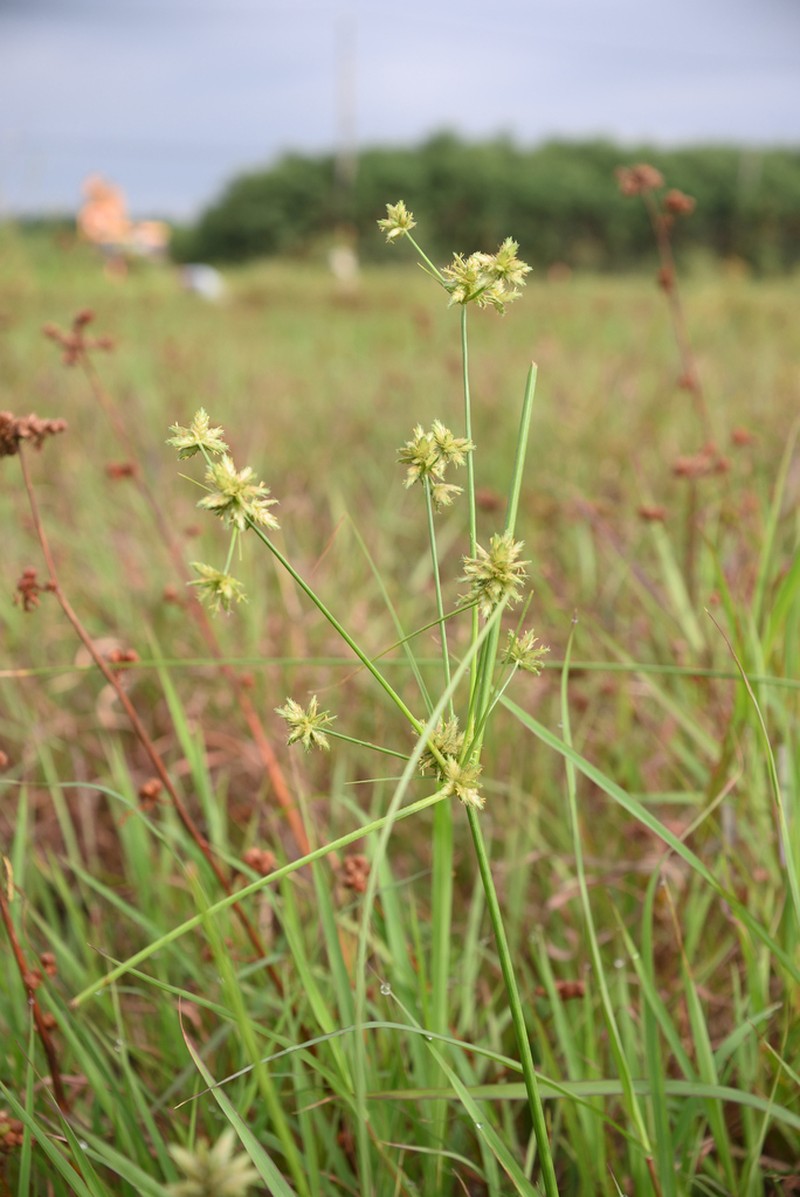 Royal Flatsedge photo 2