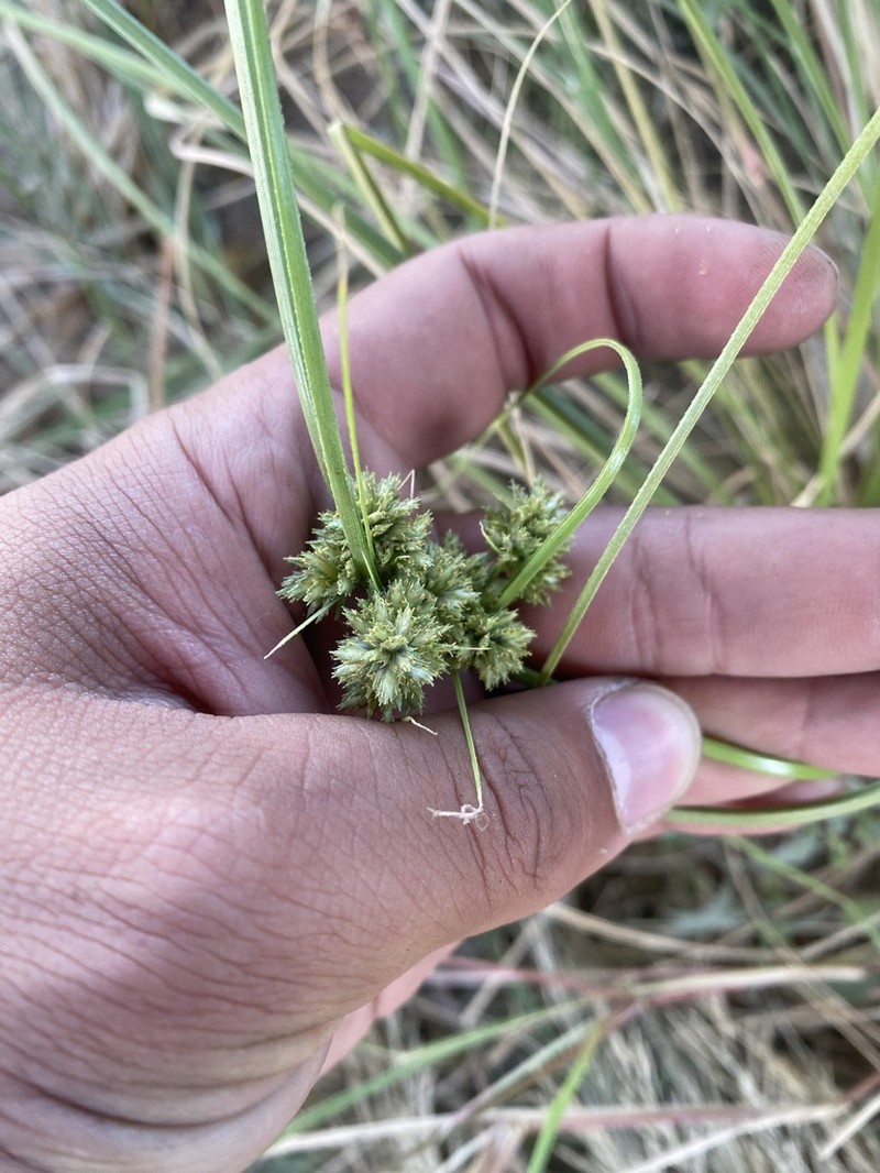 Royal Flatsedge photo 3