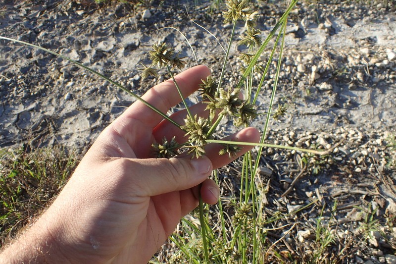 Royal Flatsedge photo 4