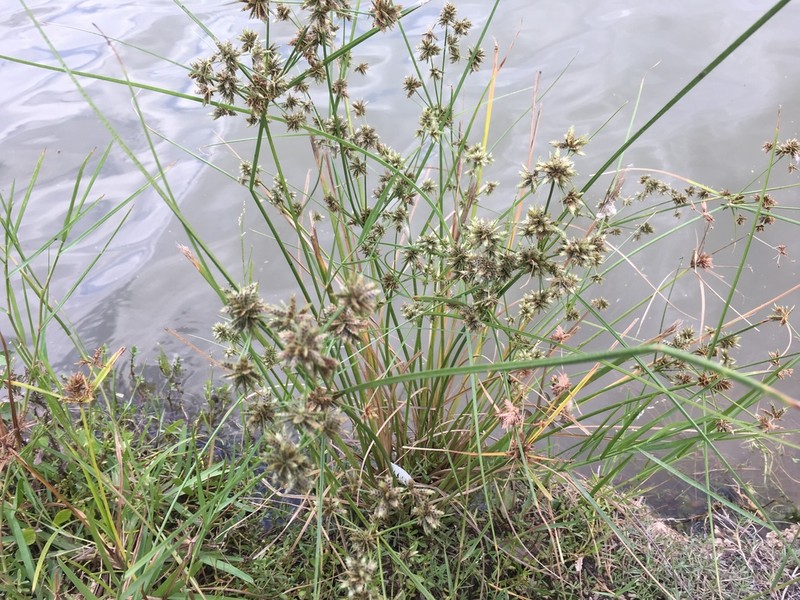 Royal Flatsedge photo 5