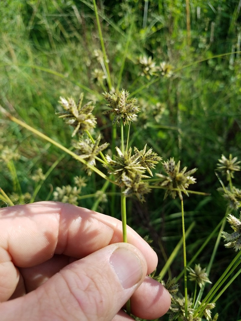 Royal Flatsedge photo 6