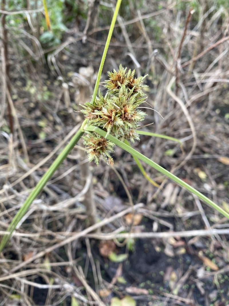 Royal Flatsedge photo 7