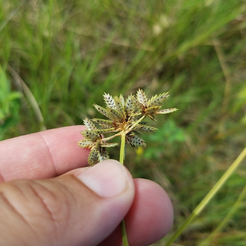 Royal Flatsedge photo 8