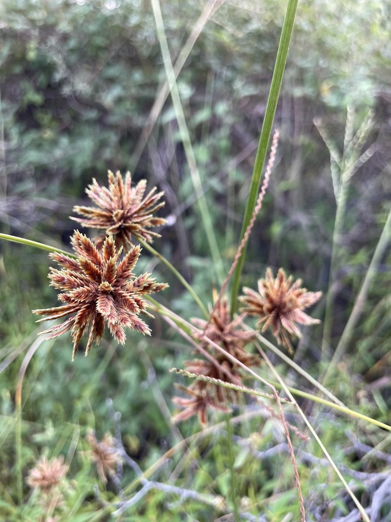 Cyperus elegans subsp. elegans