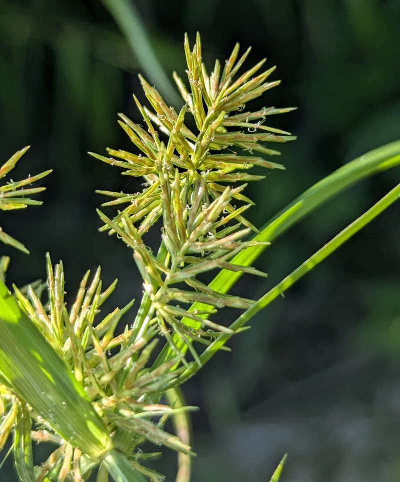 Cyperus engelmannii