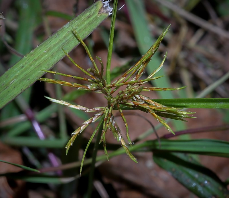 Cyperus engelmannii photo 2