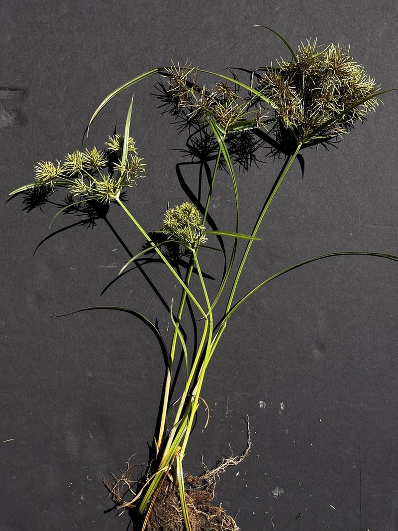 Cyperus engelmannii photo 3