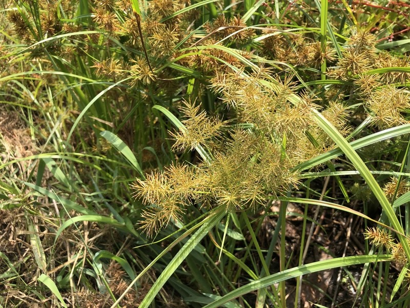 Cyperus engelmannii photo 5