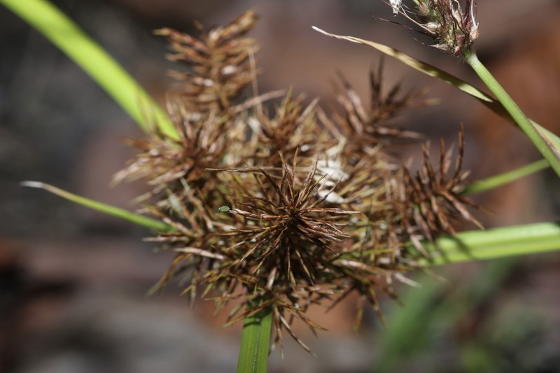 Cyperus engelmannii photo 6