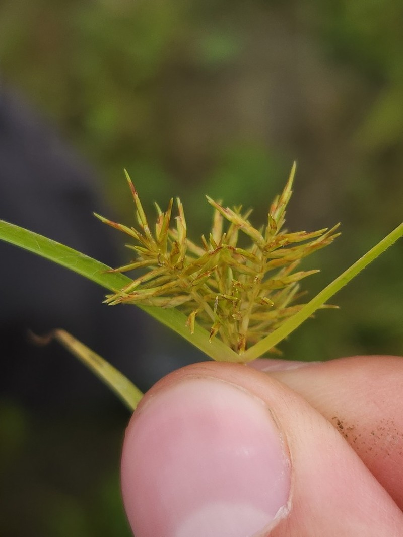 Cyperus engelmannii photo 7