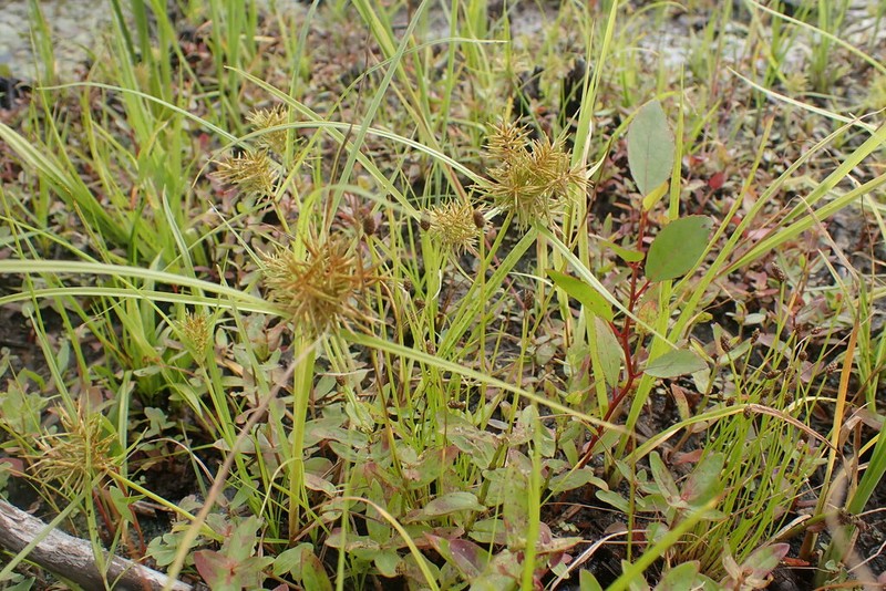 Cyperus engelmannii photo 8