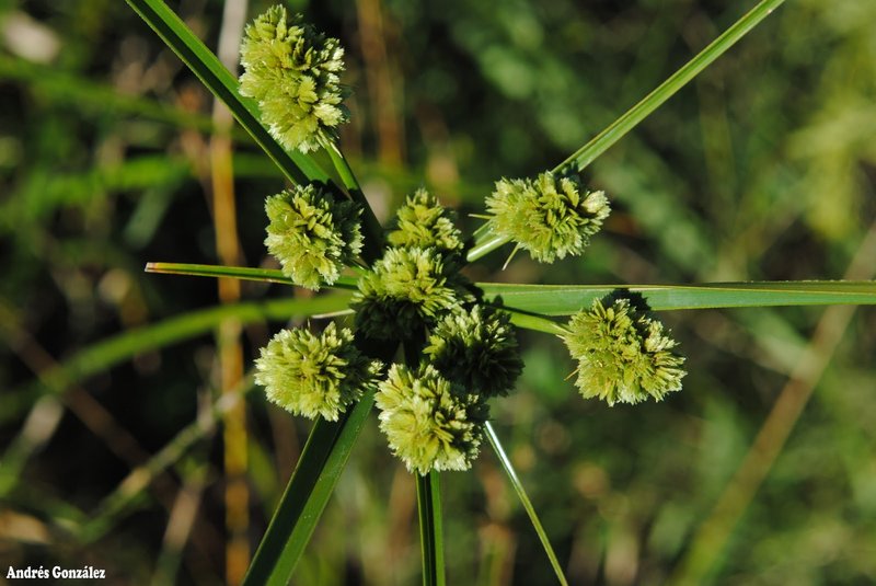 Woodrush Flatsedge photo 2