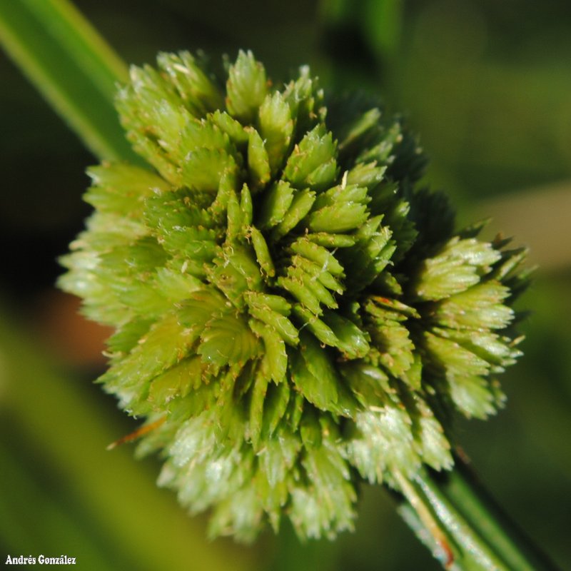 Woodrush Flatsedge photo 3
