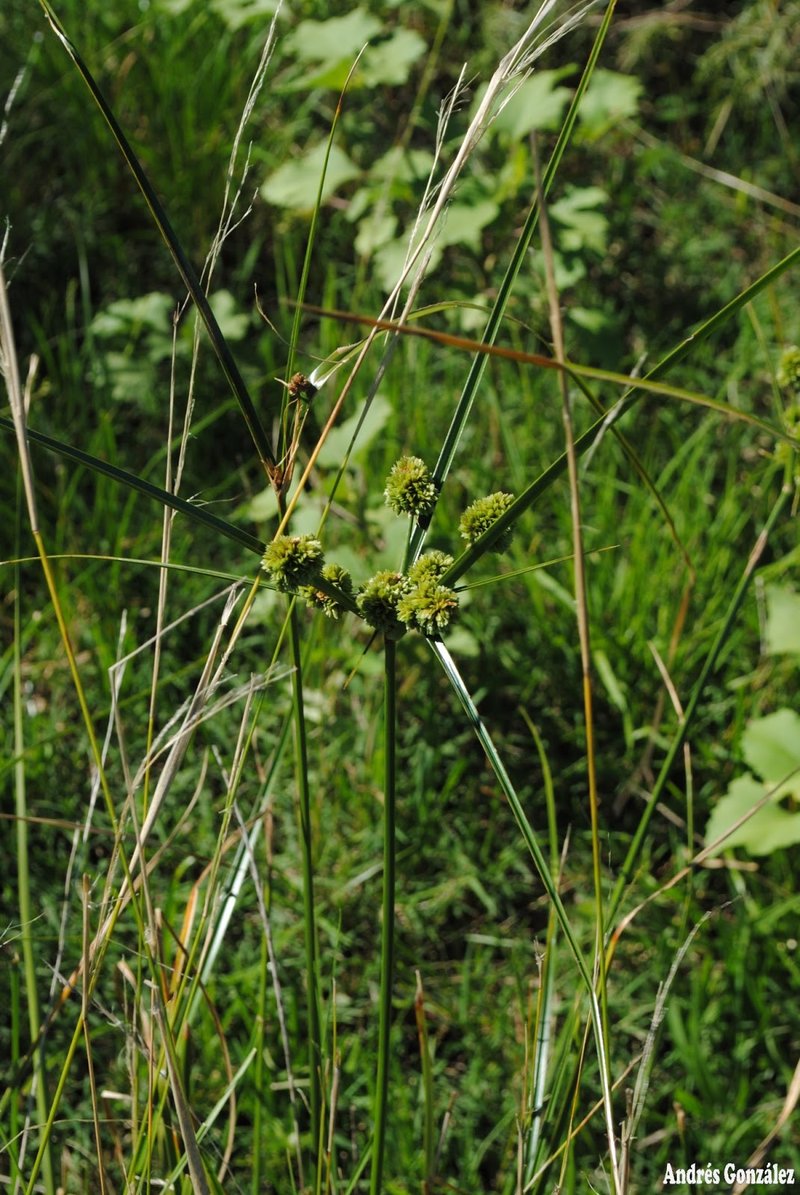 Woodrush Flatsedge photo 4