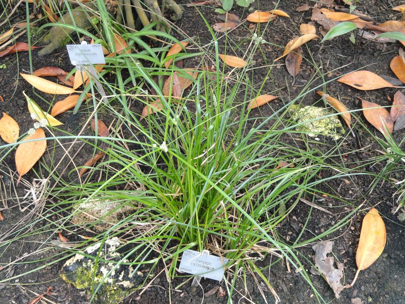 Woodrush Flatsedge