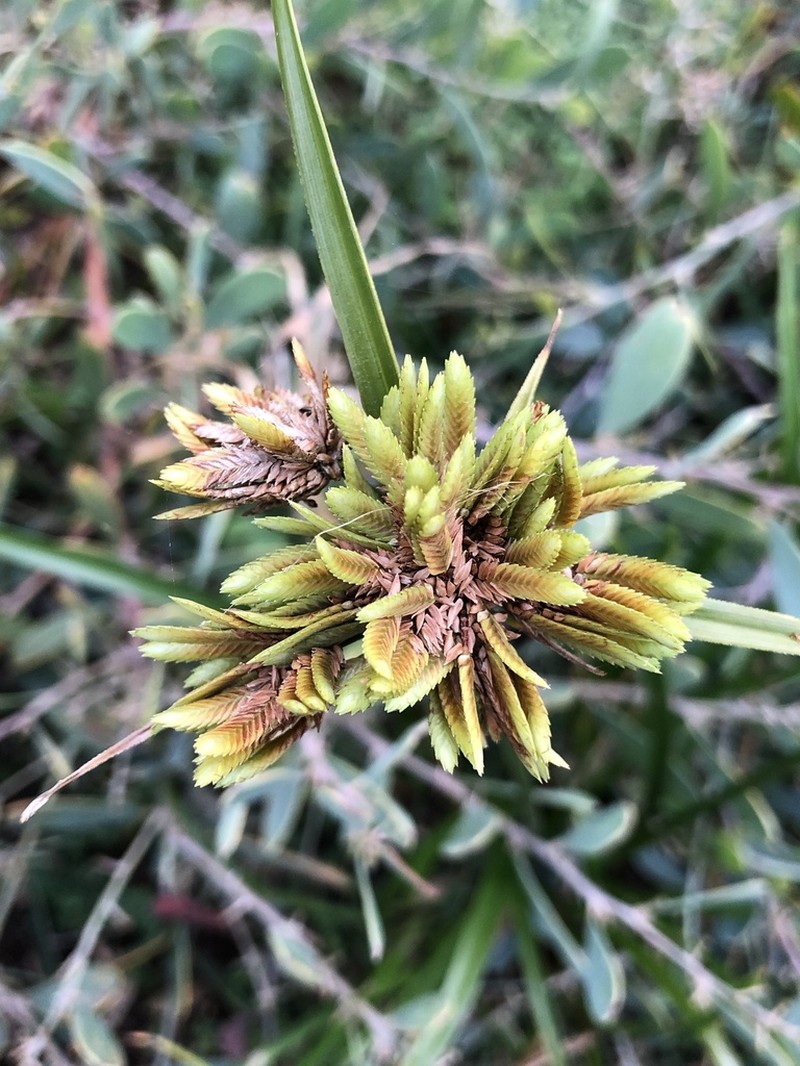 Tall Flatsedge