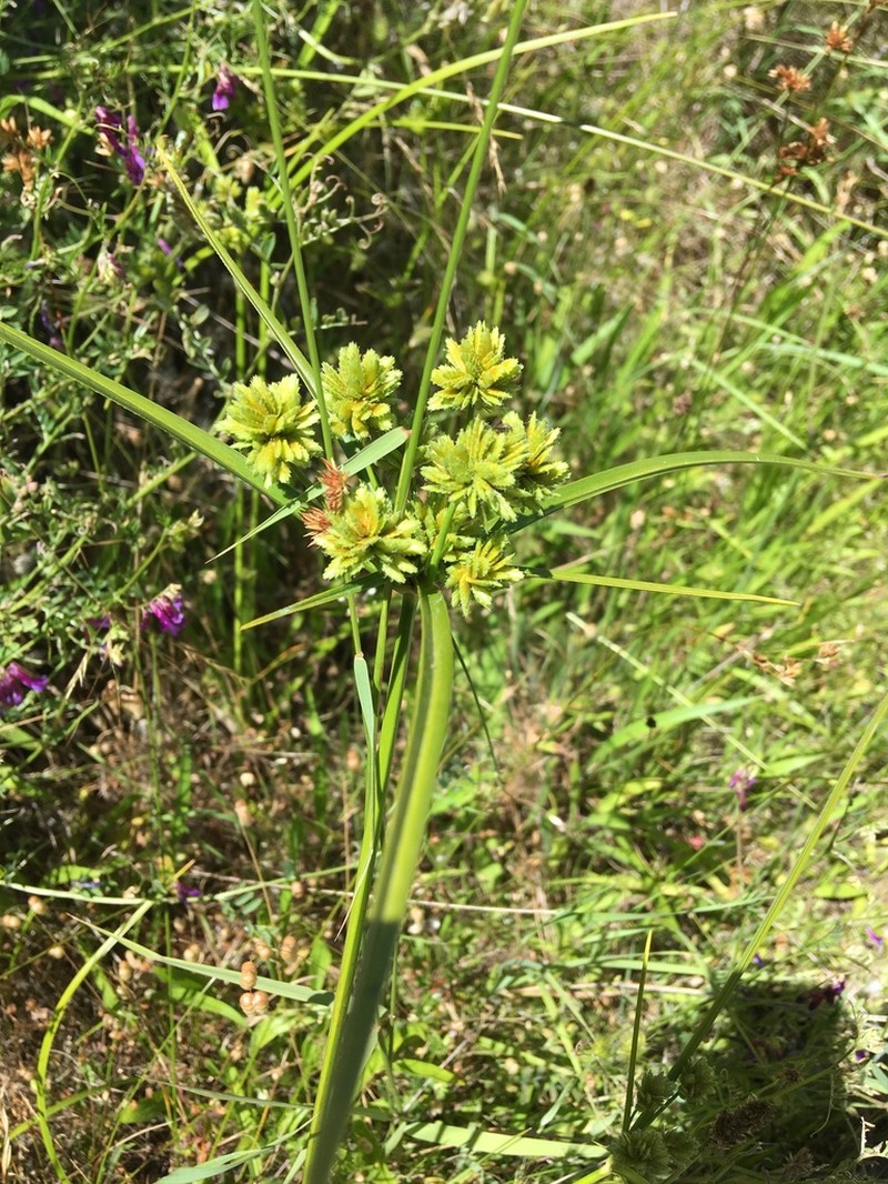 Tall Flatsedge photo 2