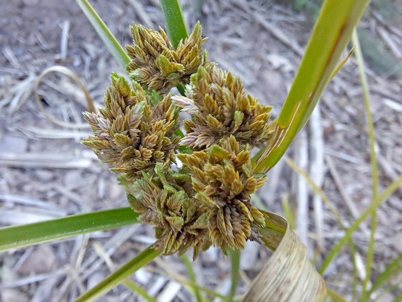 Tall Flatsedge photo 3