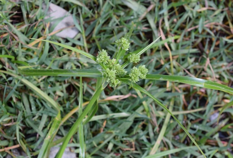 Tall Flatsedge photo 4
