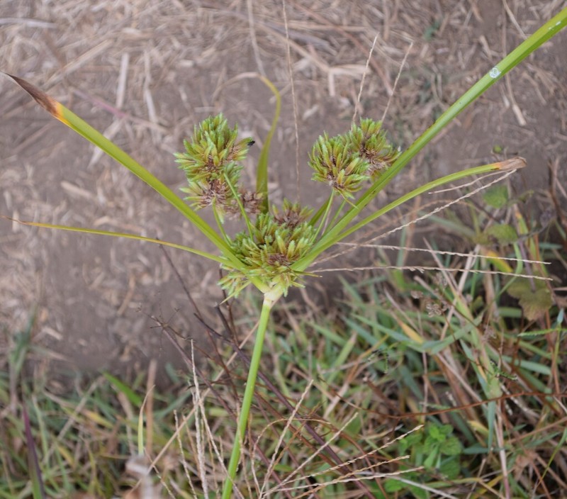 Tall Flatsedge photo 5