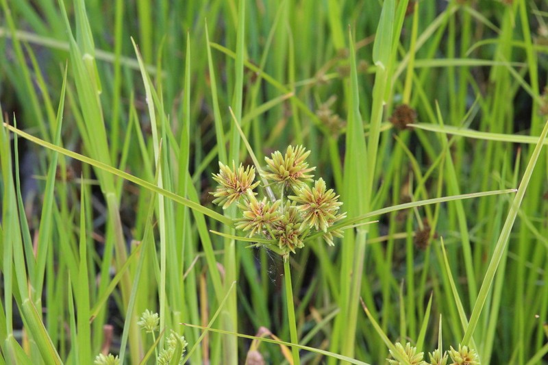 Tall Flatsedge photo 6