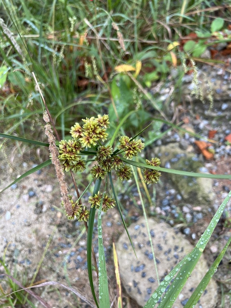 Tall Flatsedge photo 7