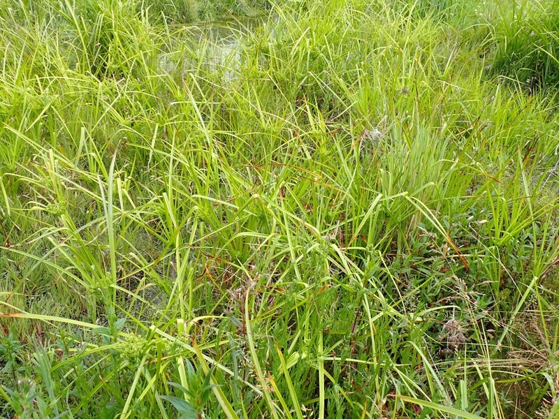 Tall Flatsedge photo 8