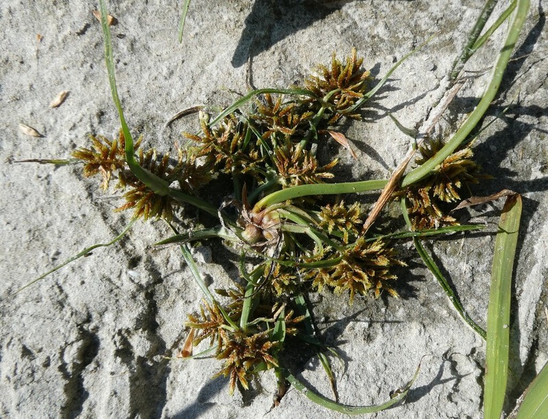 Redroot Flatsedge
