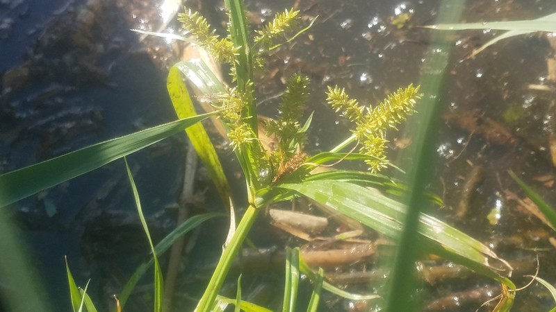 Redroot Flatsedge photo 2