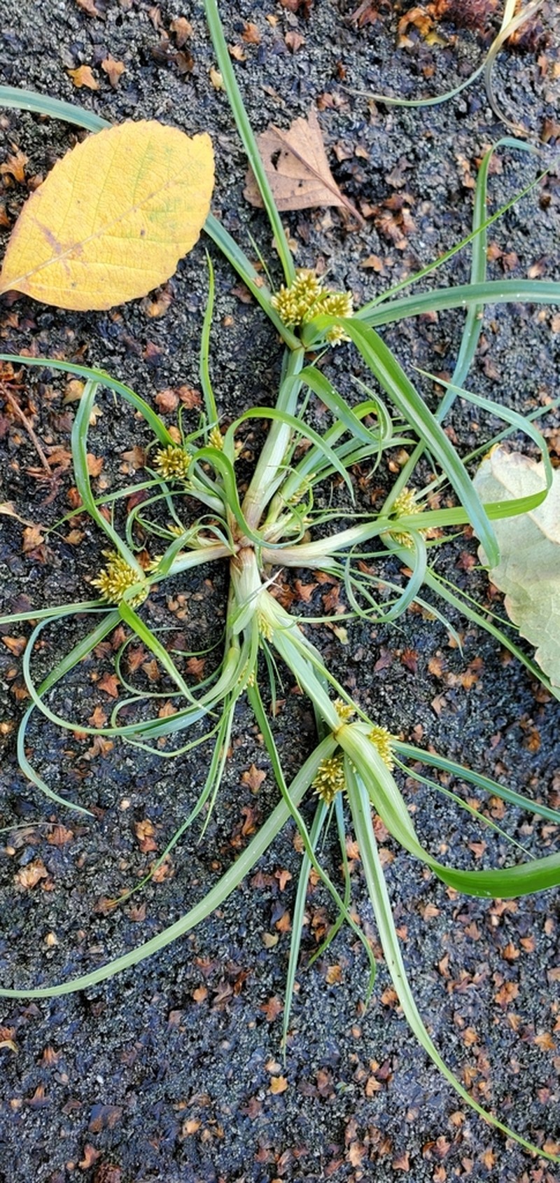Redroot Flatsedge photo 3