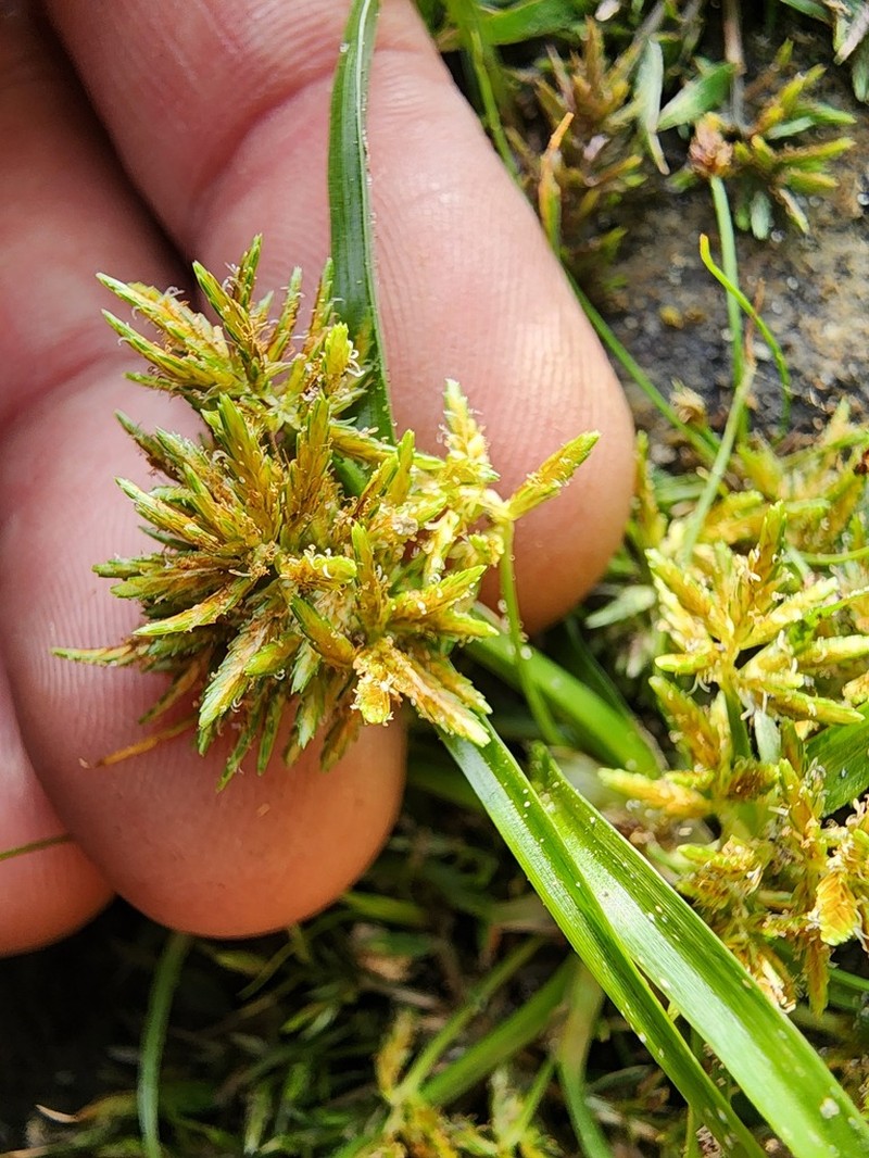 Redroot Flatsedge photo 4
