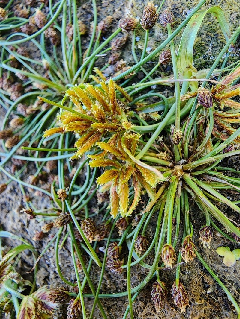 Redroot Flatsedge photo 5