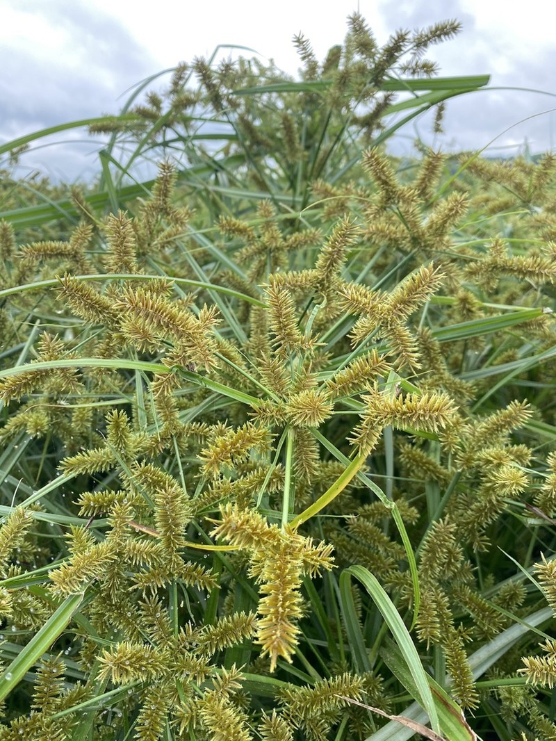 Redroot Flatsedge photo 6