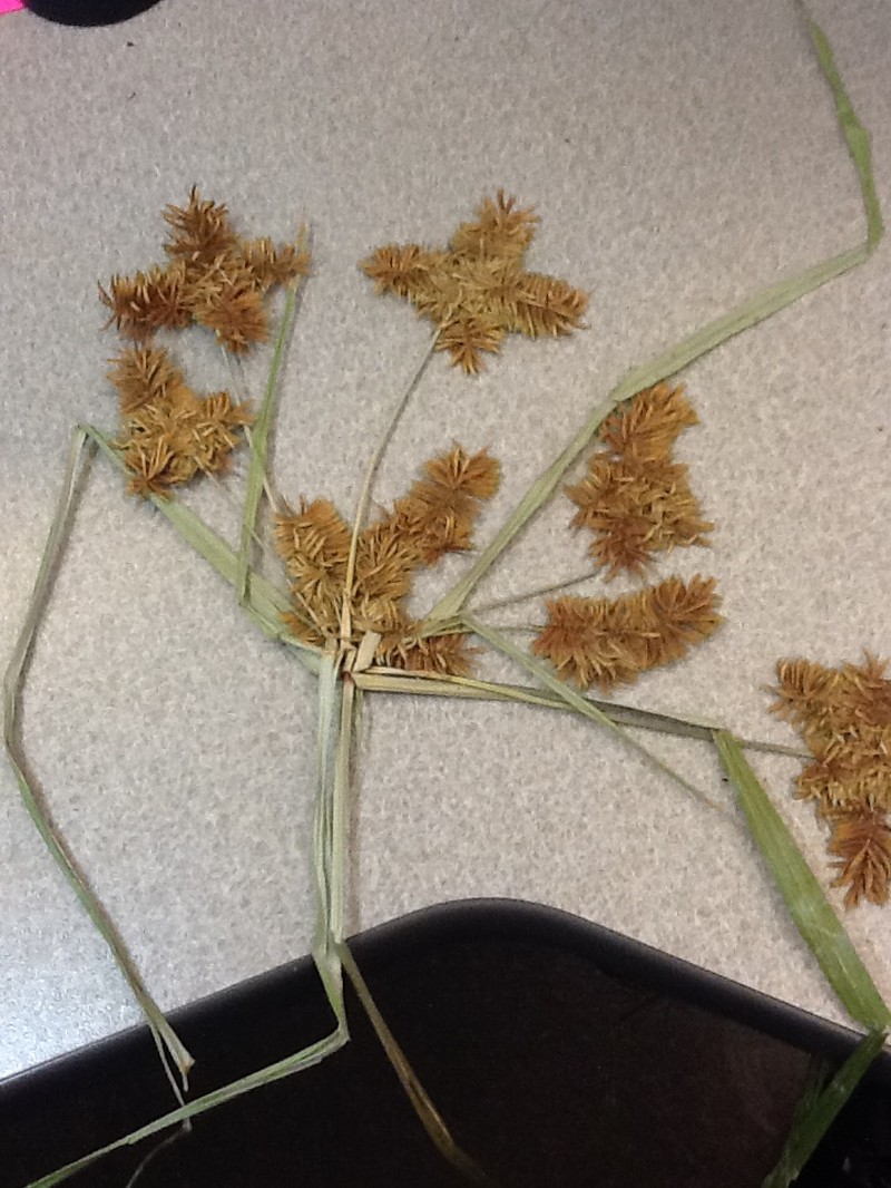 Redroot Flatsedge photo 7