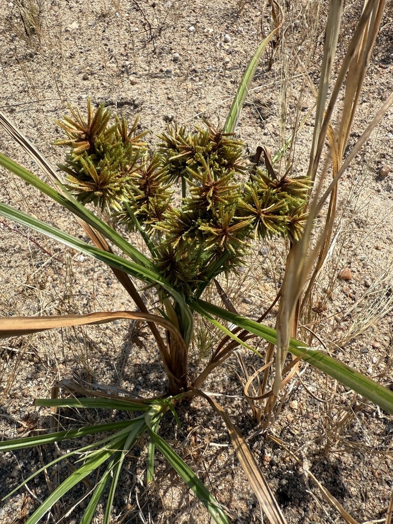 Redroot Flatsedge photo 8