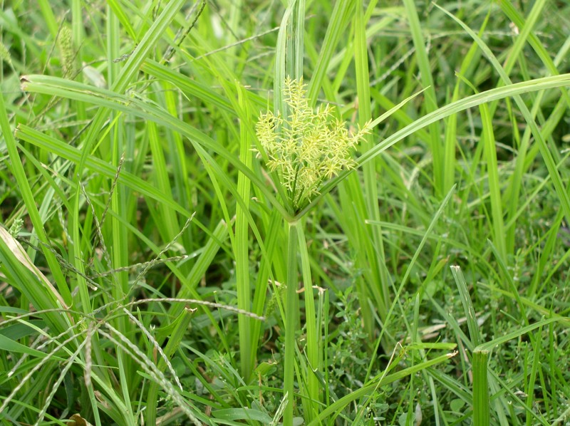 Yellow Nutsedge photo 2