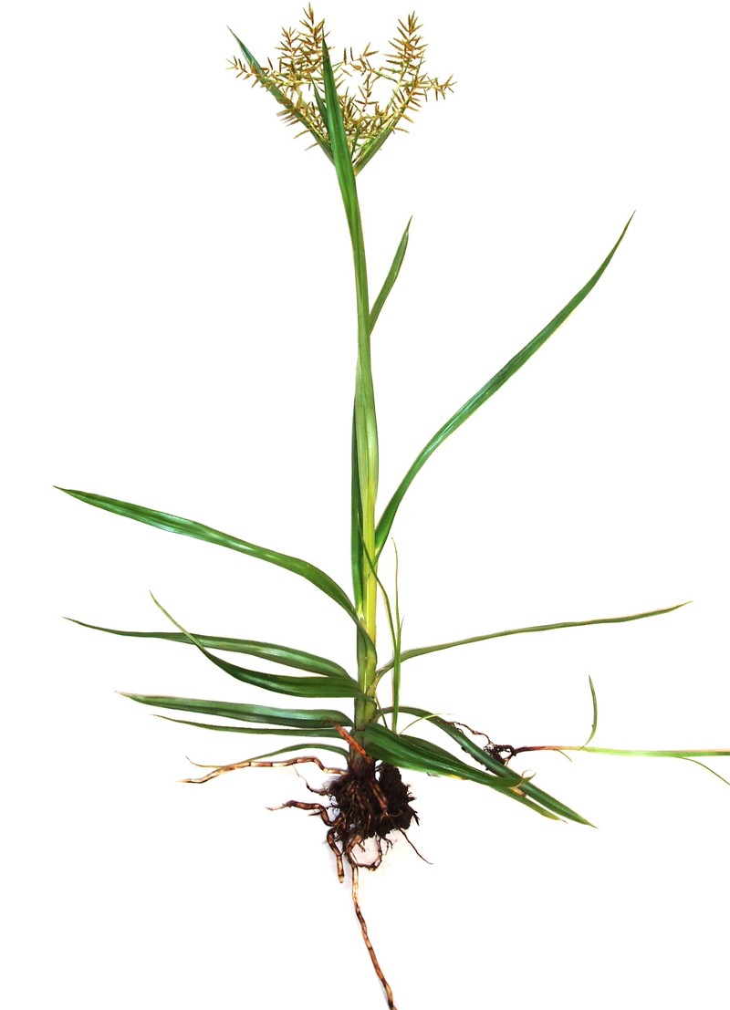 Yellow Nutsedge