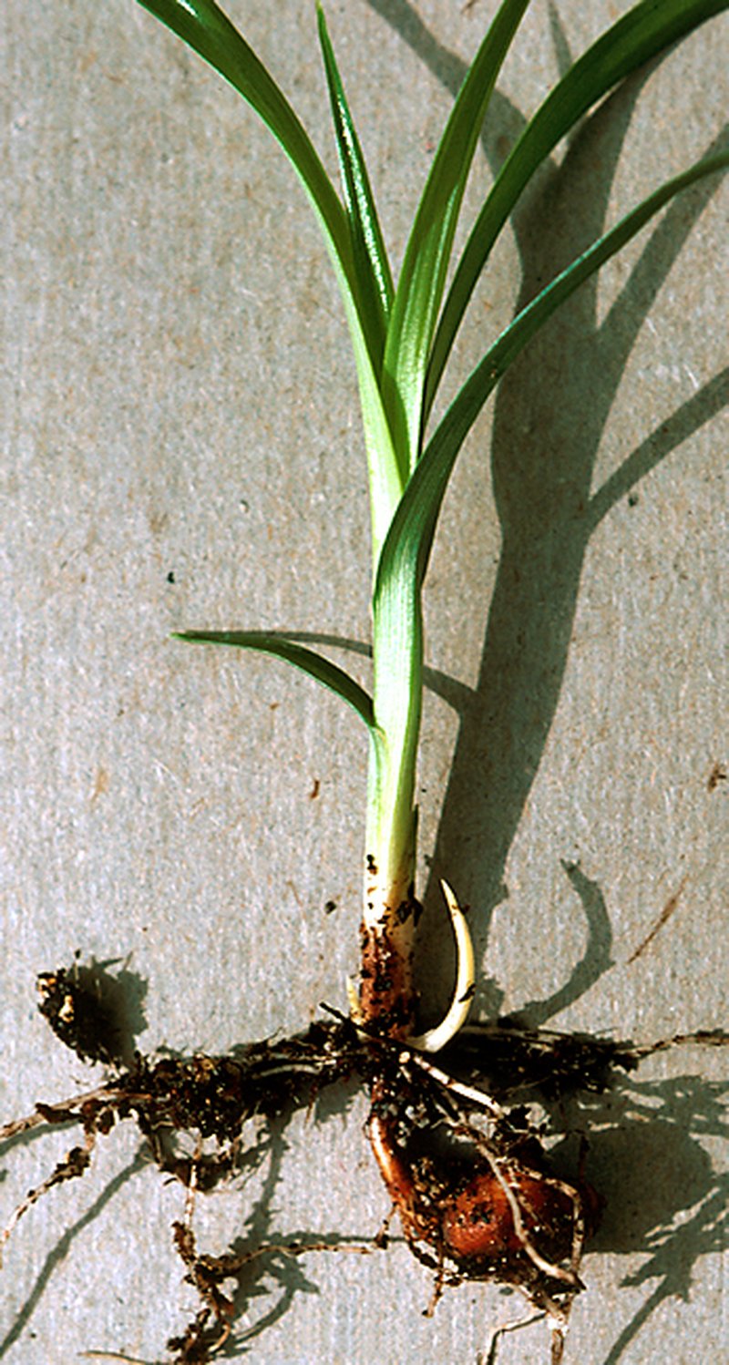 Yellow Nutsedge photo 3